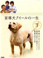 导盲犬小Q之一生